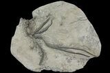 Super Rare, Fossil Crinoid (Isocrinus) - Mist, Oregon #113184-1